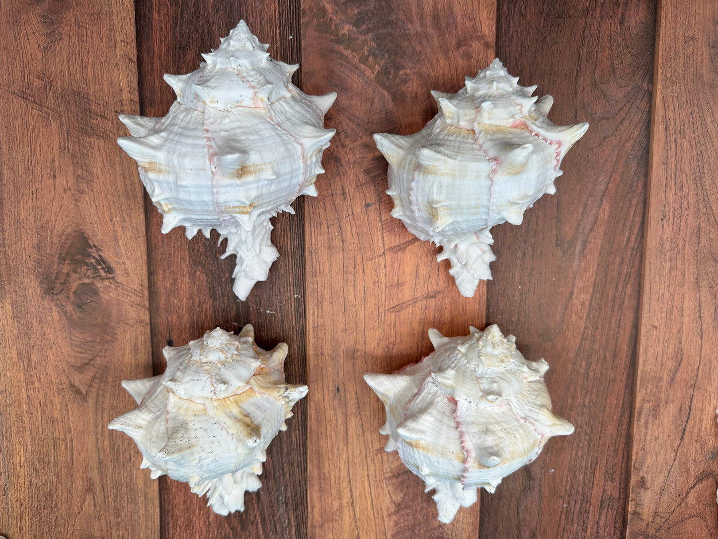 Cabbage Murex Shell – Hexaplex brassica