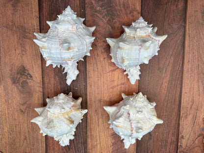 Cabbage Murex Shell – Hexaplex brassica