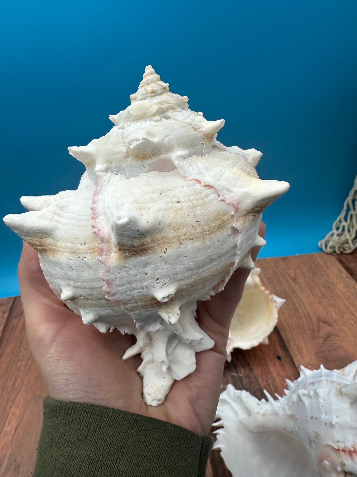 Cabbage Murex Shell – Hexaplex brassica