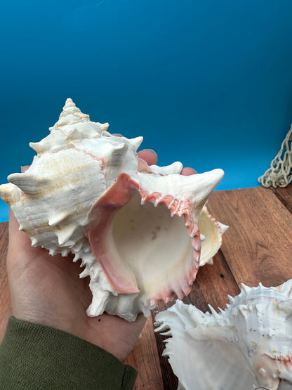 Cabbage Murex Shell – Hexaplex brassica