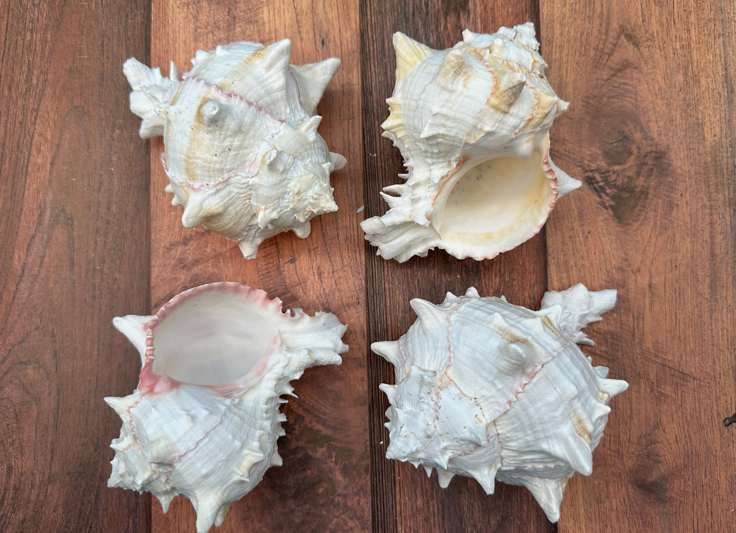 Cabbage Murex Shell – Hexaplex brassica