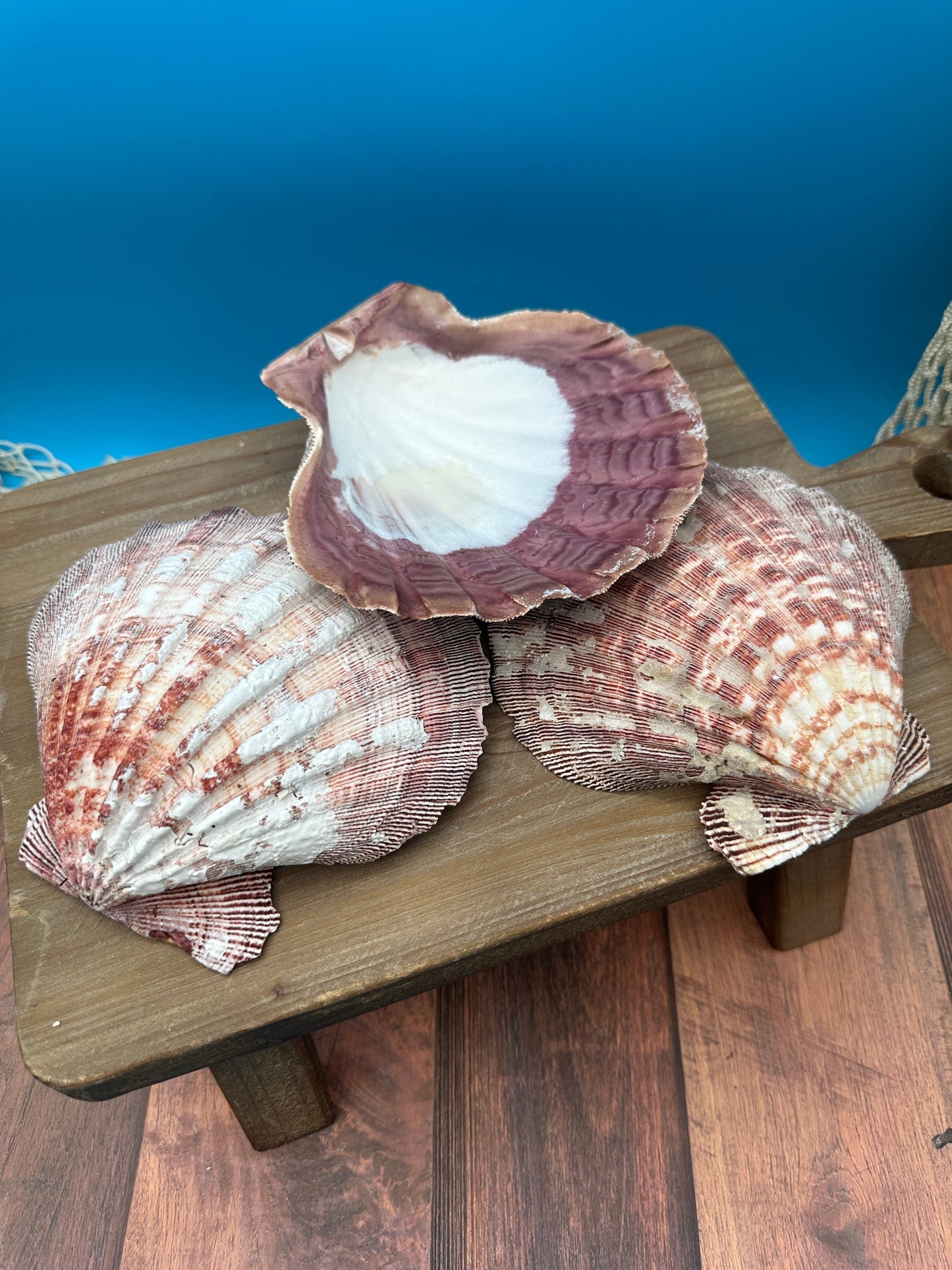 Rust Lion’s Paw Scallop Shells – Nodipecten nodosus