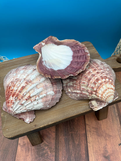 Rust Lion’s Paw Scallop Shells – Nodipecten nodosus