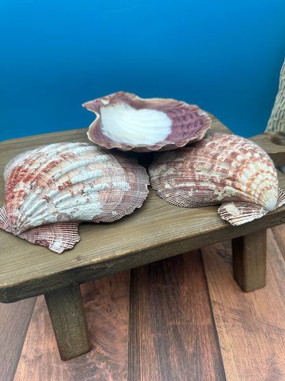 Rust Lion’s Paw Scallop Shells – Nodipecten nodosus