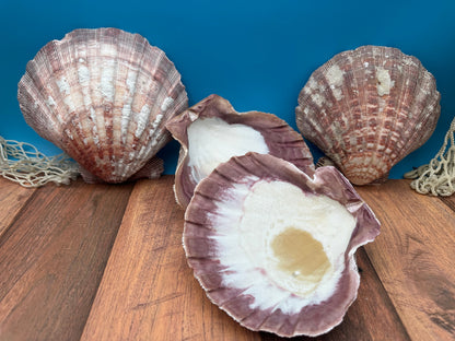 Rust Lion’s Paw Scallop Shells – Nodipecten nodosus