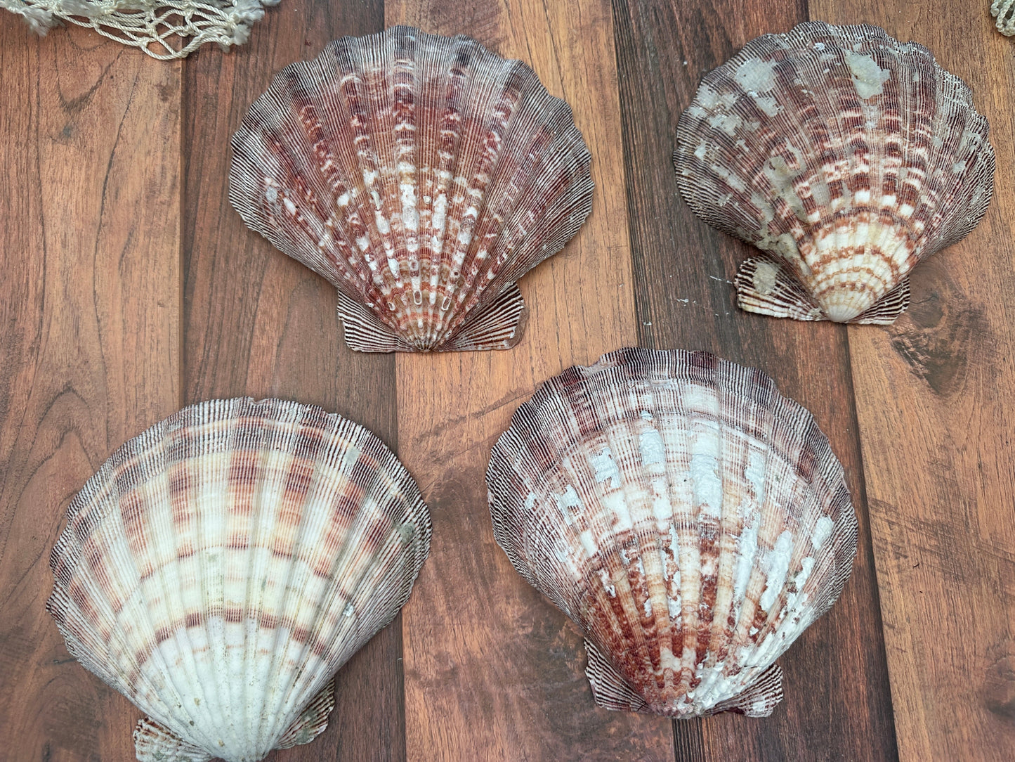 Rust Lion’s Paw Scallop Shells – Nodipecten nodosus