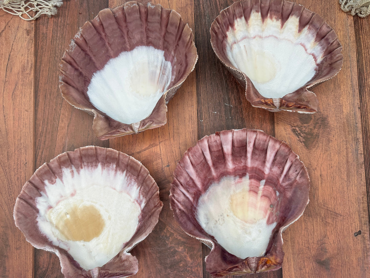 Rust Lion’s Paw Scallop Shells – Nodipecten nodosus