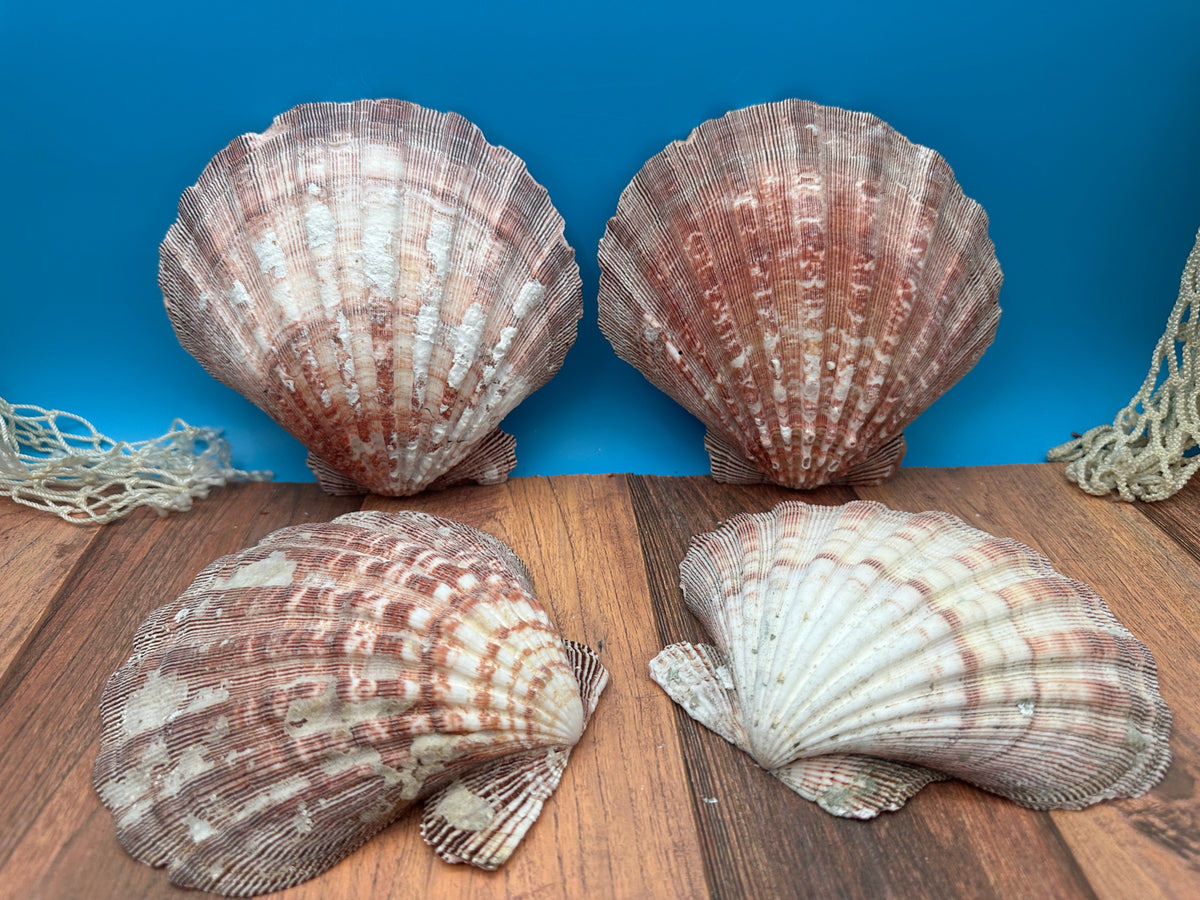 Rust Lion’s Paw Scallop Shells – Nodipecten nodosus