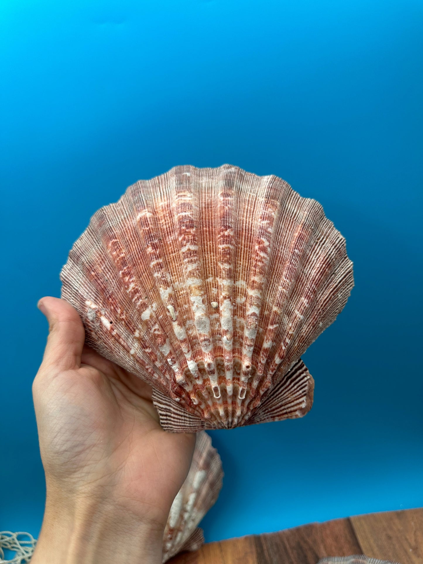 Rust Lion’s Paw Scallop Shells – Nodipecten nodosus