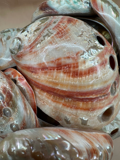 Polished Red Abalone Shell 3"-5" Haliotis rufescens