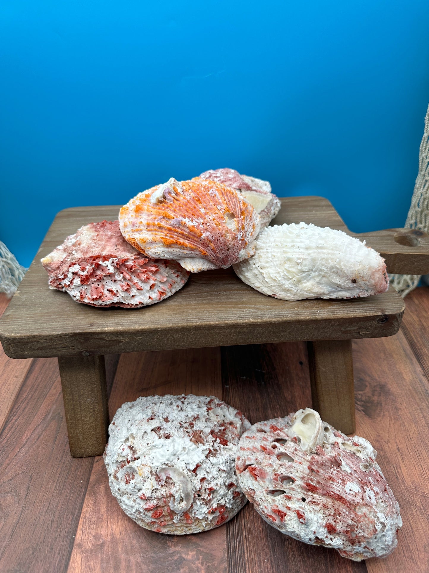 Donkey Thorny Oyster Shell, Spondylus limbatus, 5-6"