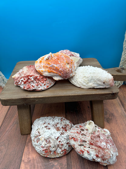 Donkey Thorny Oyster Shell, Spondylus limbatus, 5-6"