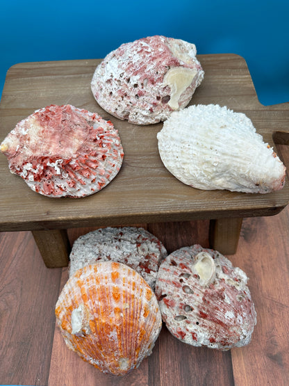 Donkey Thorny Oyster Shell, Spondylus limbatus, 5-6"