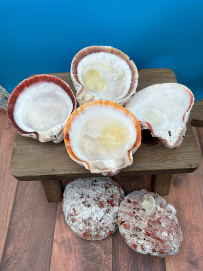 Donkey Thorny Oyster Shell, Spondylus limbatus, 5-6"