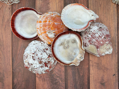 Donkey Thorny Oyster Shell, Spondylus limbatus, 5-6"