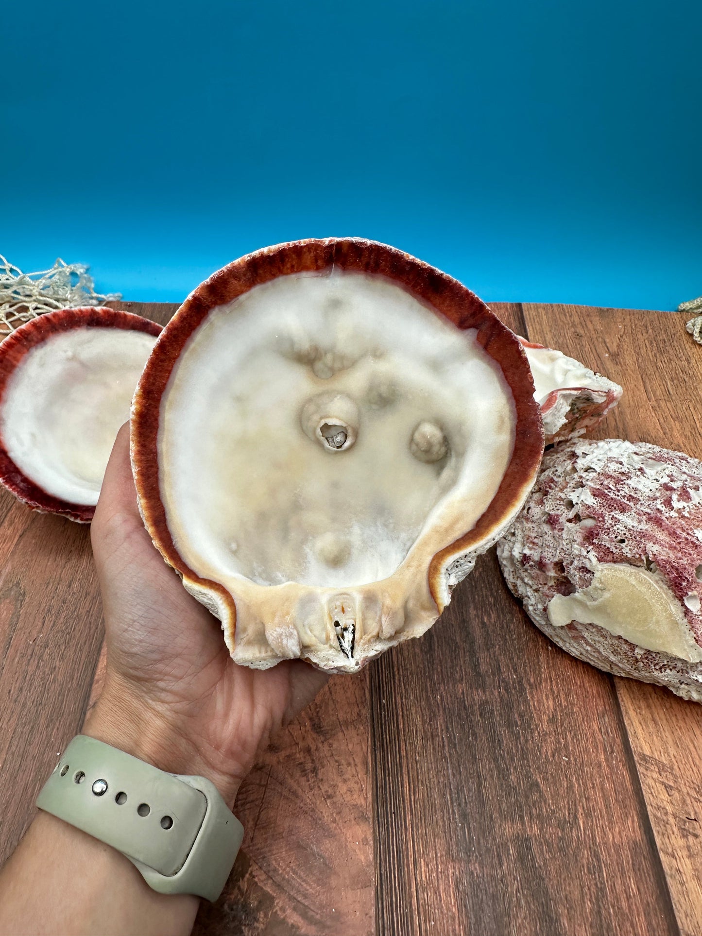 Donkey Thorny Oyster Shell, Spondylus limbatus, 5-6"