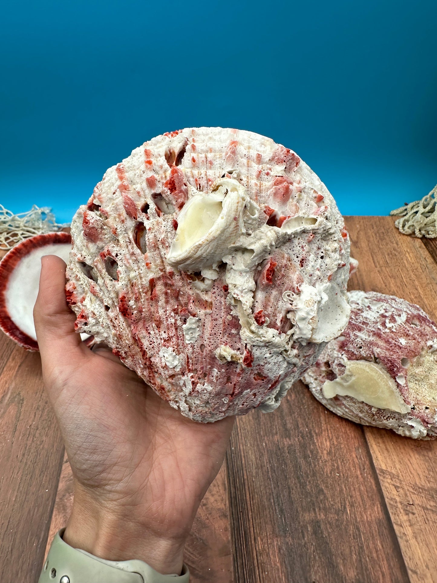 Donkey Thorny Oyster Shell, Spondylus limbatus, 5-6"