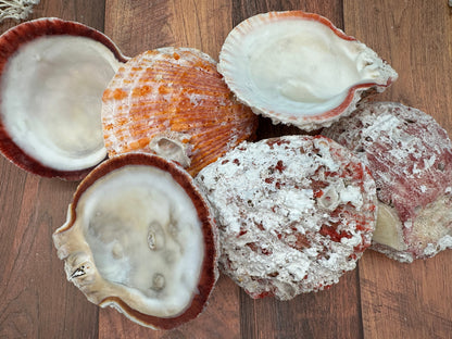 Donkey Thorny Oyster Shell, Spondylus limbatus, 5-6"