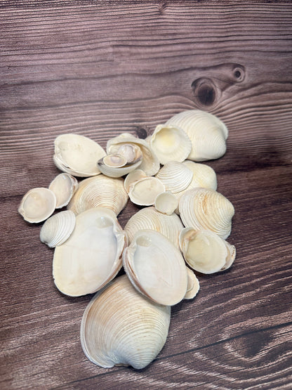Assorted Cockles & Clams