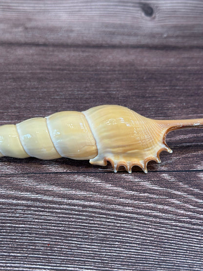 Shinbone Tibia Fusus Shell