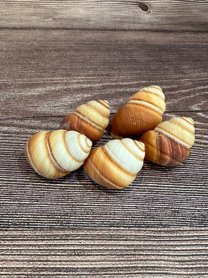 Phoenucobius aratus Land Snail – Natural Shell from the Philippines