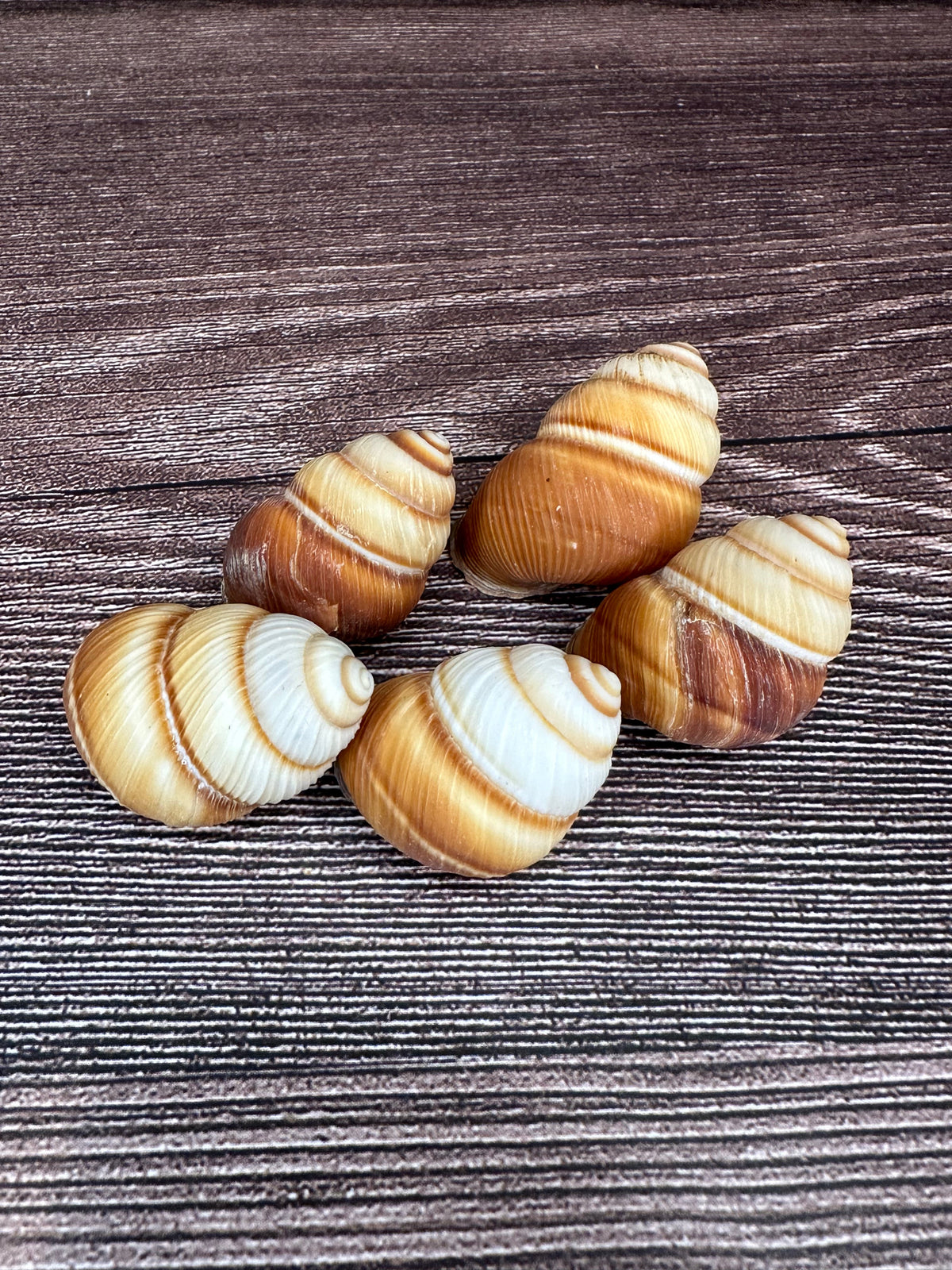 Phoenucobius aratus Land Snail – Natural Shell from the Philippines