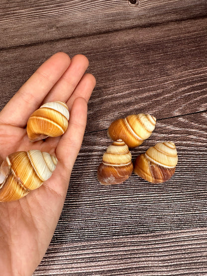 Phoenucobius aratus Land Snail – Natural Shell from the Philippines