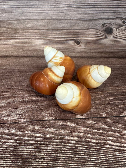 Helicostyla faunus Land Snail
