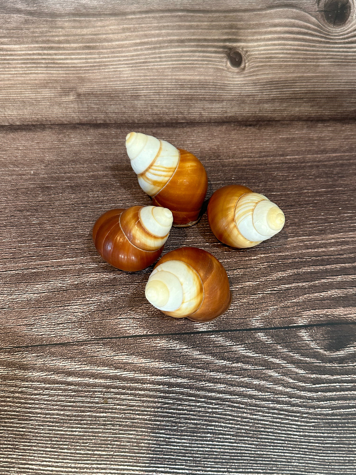Helicostyla faunus Land Snail