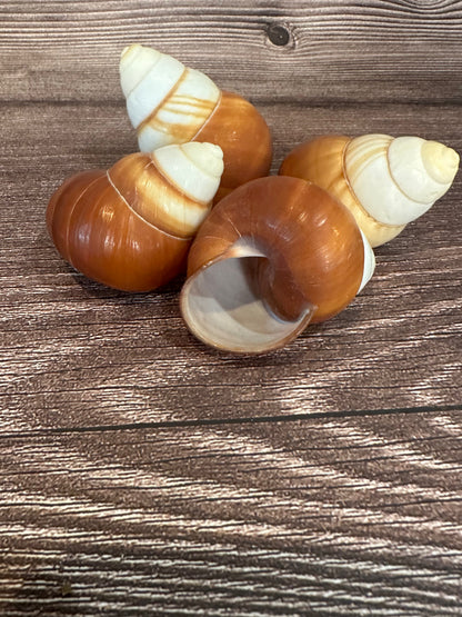 Helicostyla faunus Land Snail