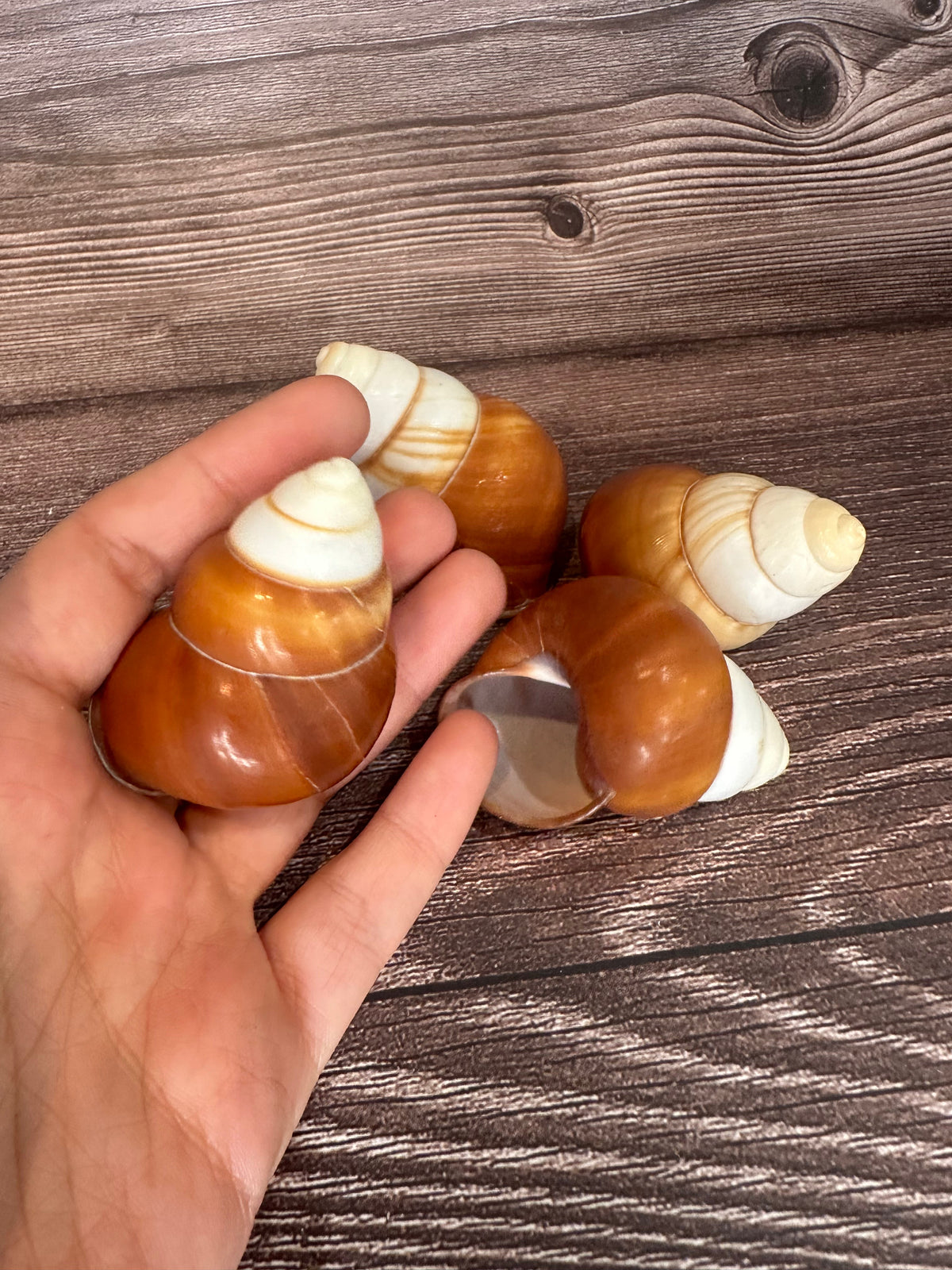 Helicostyla faunus Land Snail
