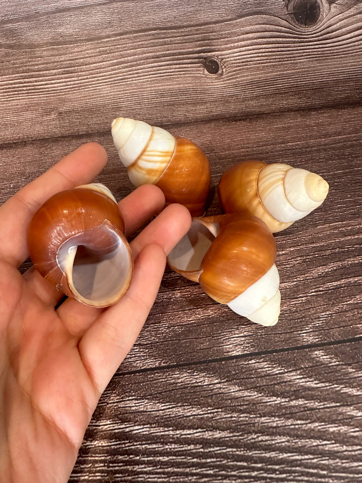 Helicostyla faunus Land Snail
