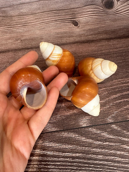 Helicostyla faunus Land Snail