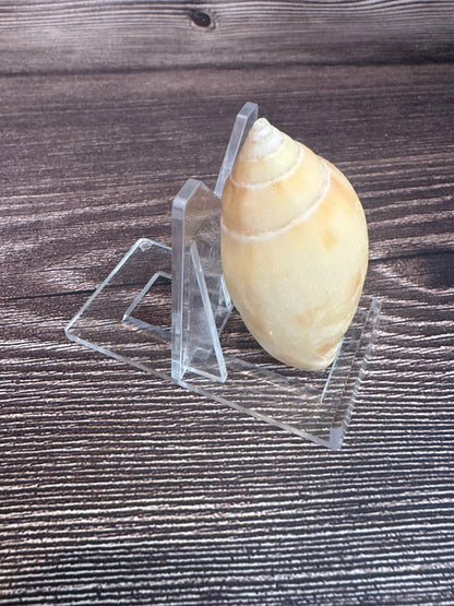 Sclater's Volute – Amoria undulata sclateri (2.4") – Damaged