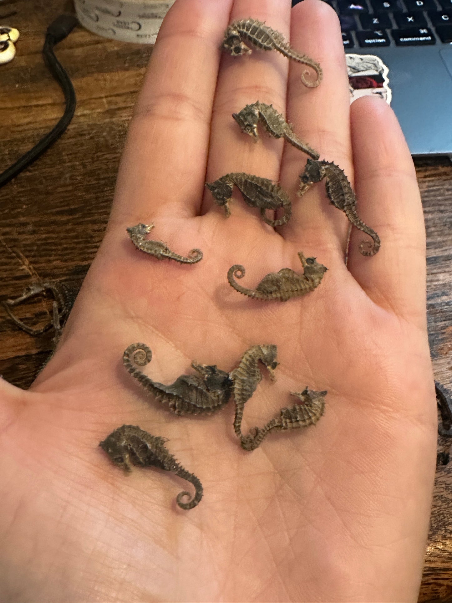 Dried Seahorses – Vintage Preserved Craft for DIY & Ocean Projects