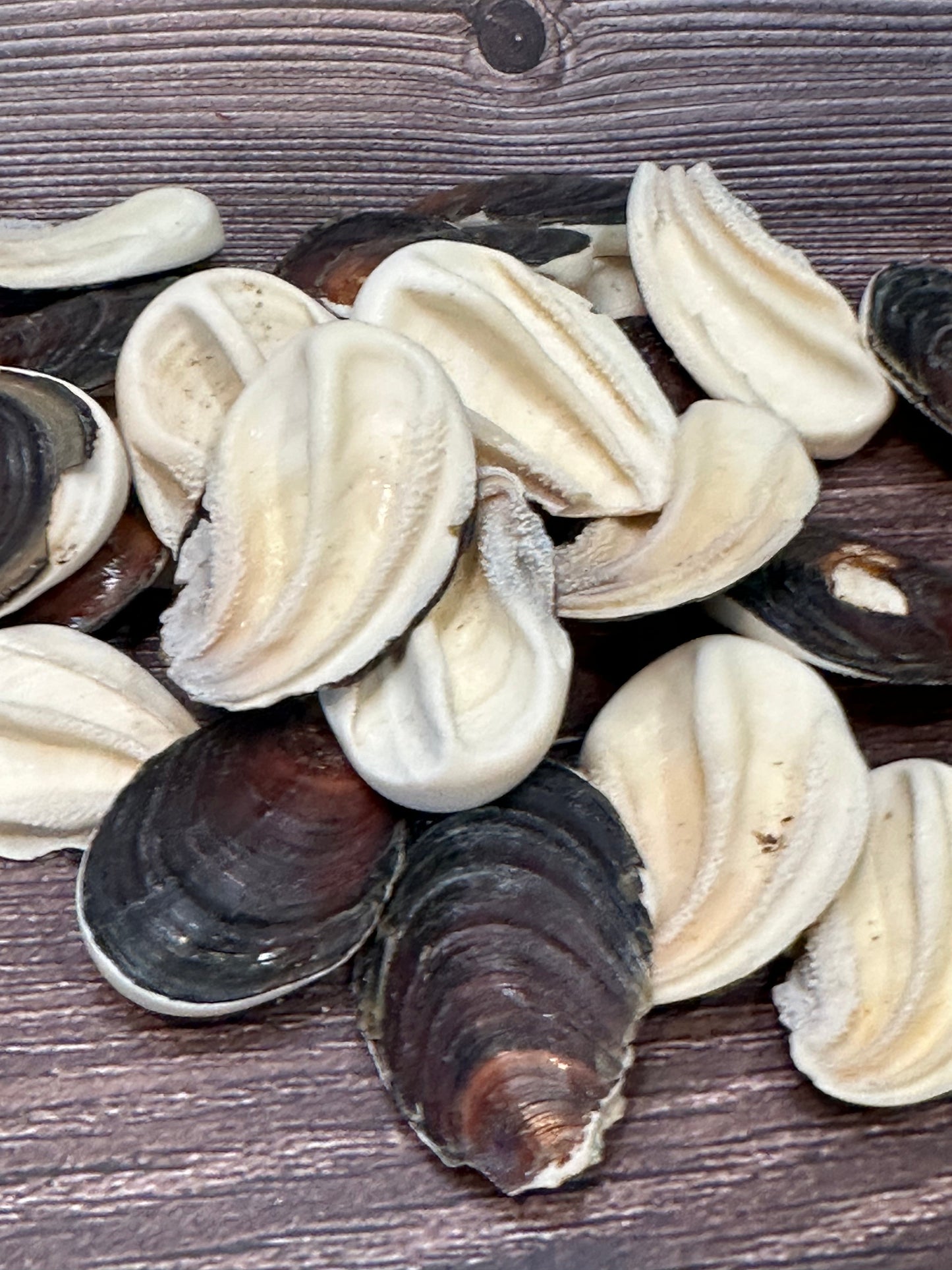 Seashell Operculum
