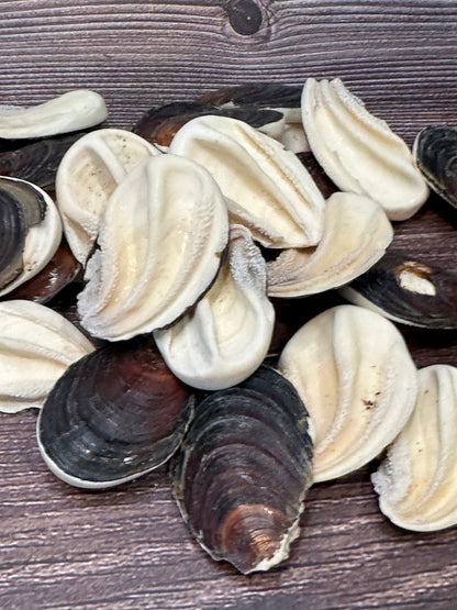 Seashell Operculum