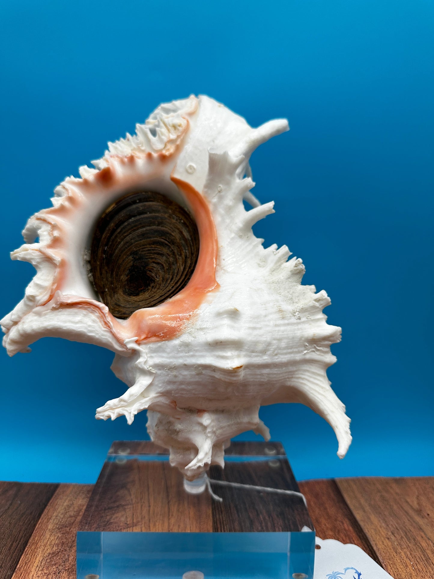 White & Pink Murex with Operculum  Mounted Acrylic Stand (Chicoreus ramosus)