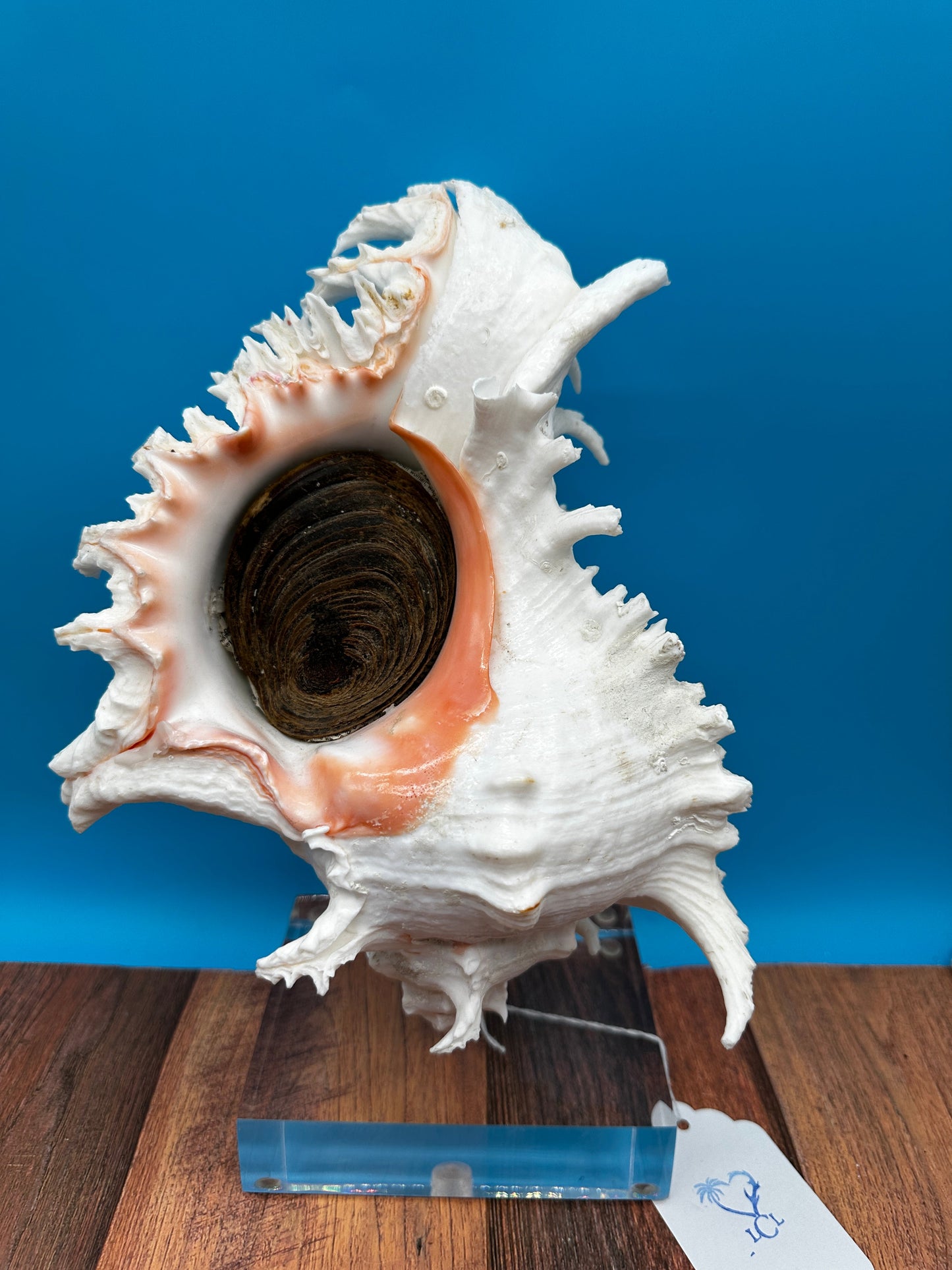 White & Pink Murex with Operculum  Mounted Acrylic Stand (Chicoreus ramosus)