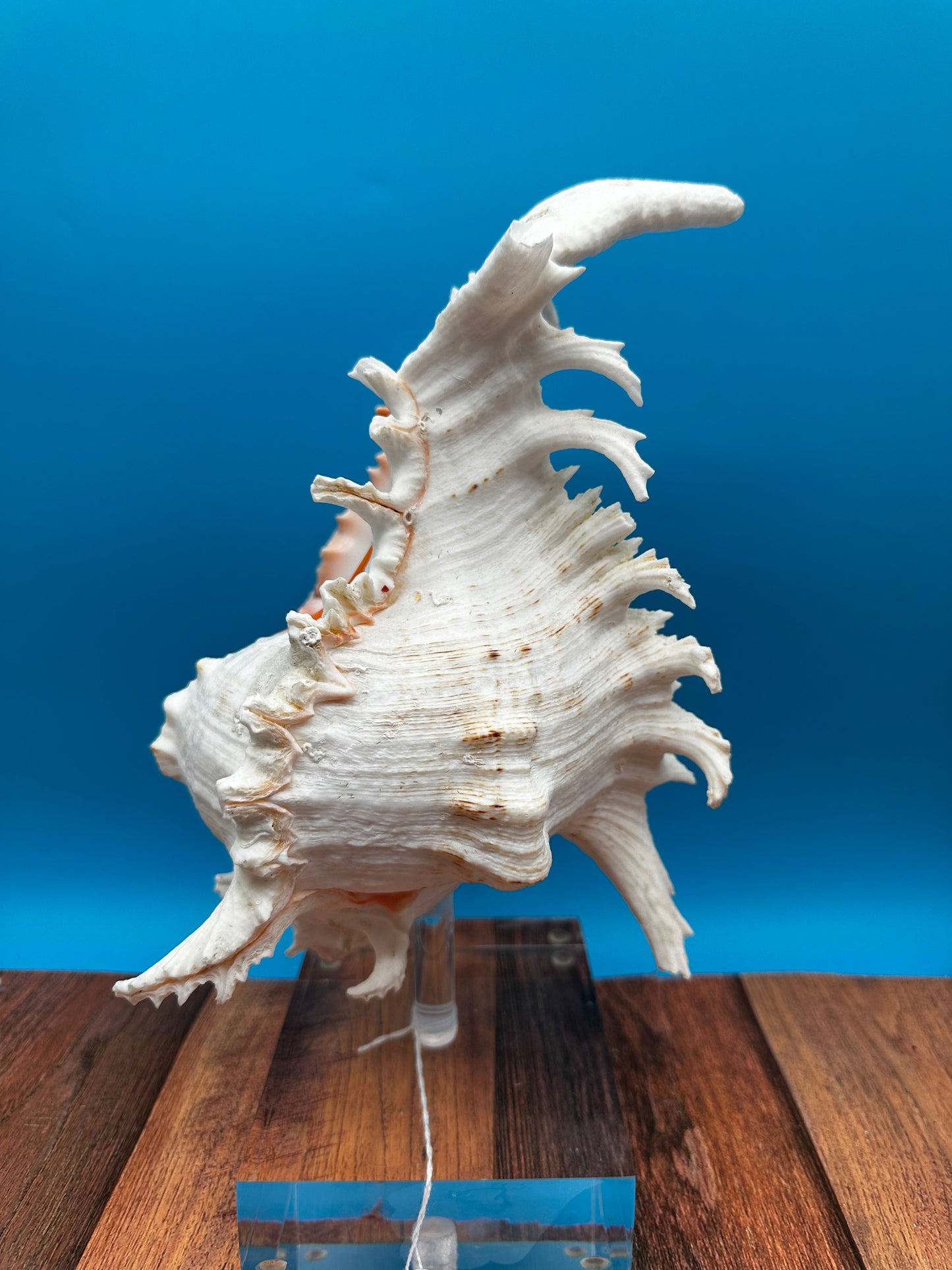 White & Pink Murex with Operculum  Mounted Acrylic Stand (Chicoreus ramosus)