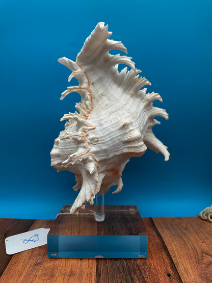 White & Pink Murex with Operculum  Mounted Acrylic Stand (Chicoreus ramosus)