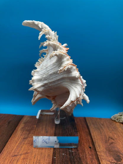 White & Pink Murex with Operculum  Mounted Acrylic Stand (Chicoreus ramosus)