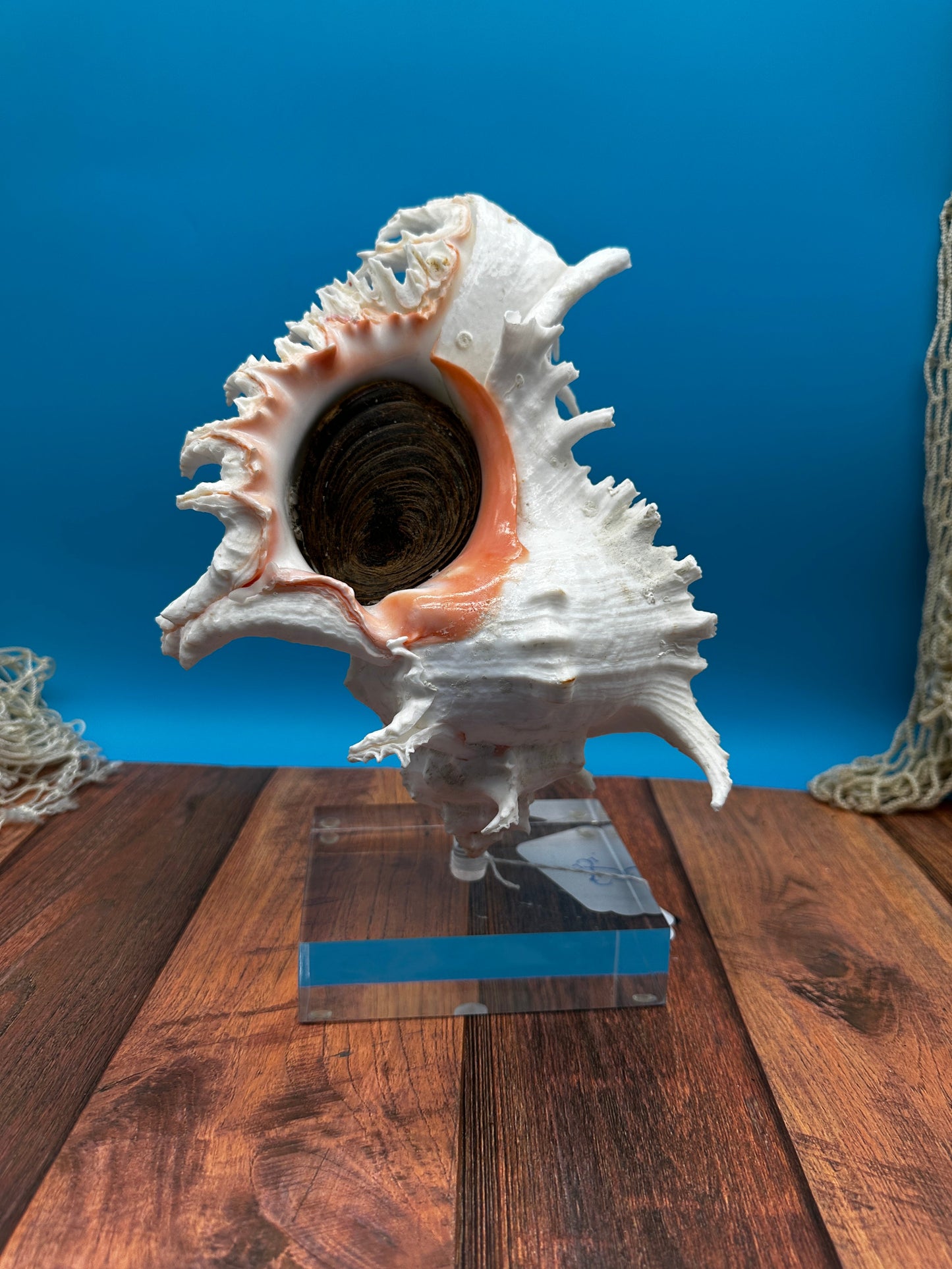 White & Pink Murex with Operculum  Mounted Acrylic Stand (Chicoreus ramosus)