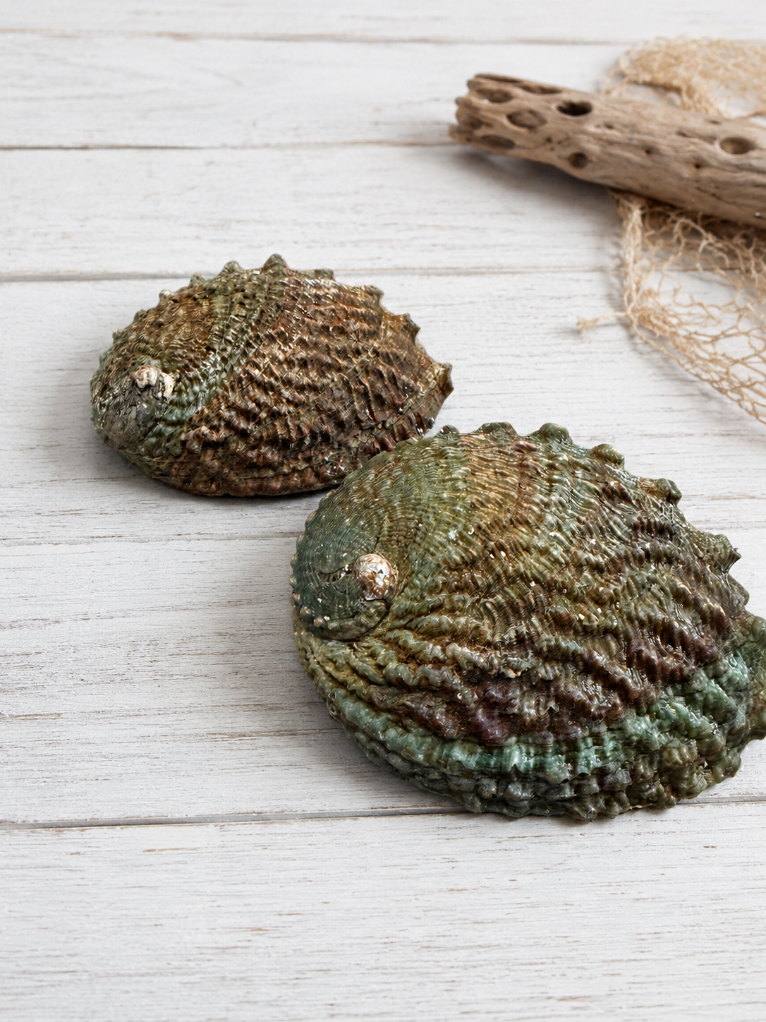 Pink Abalone Shell – Approx. 5"