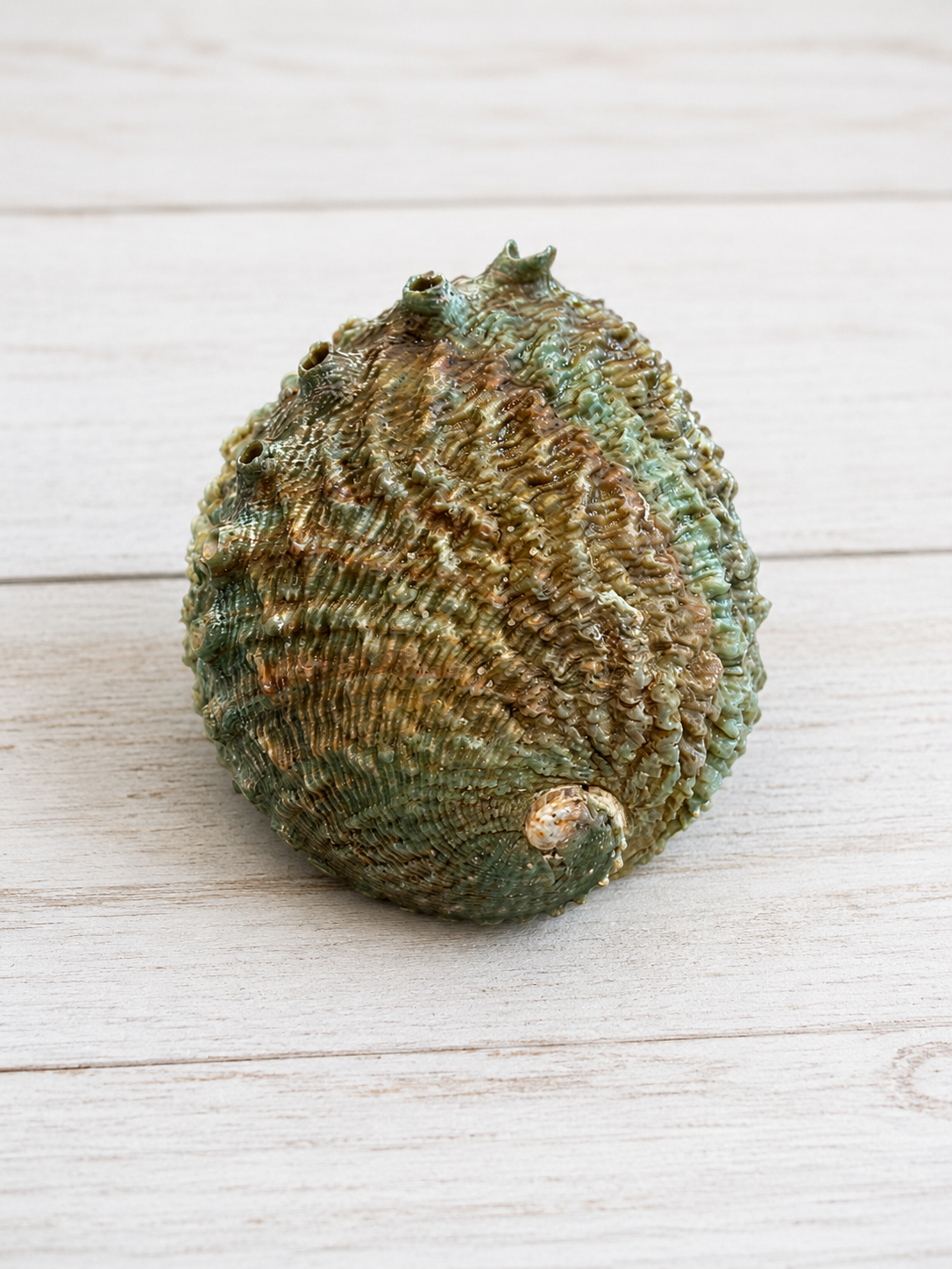 Pink Abalone Shell – Approx. 5"