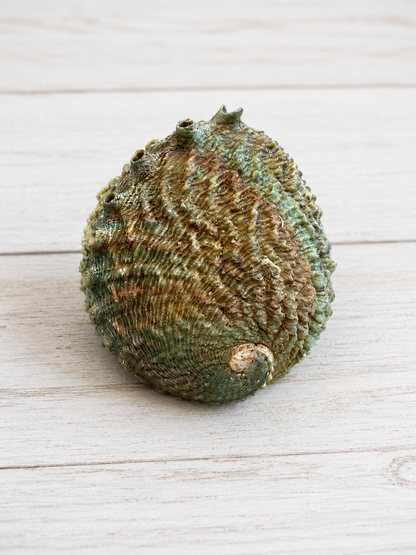 Pink Abalone Shell – Approx. 5"