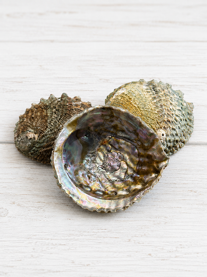Pink Abalone Shell – Approx. 5"
