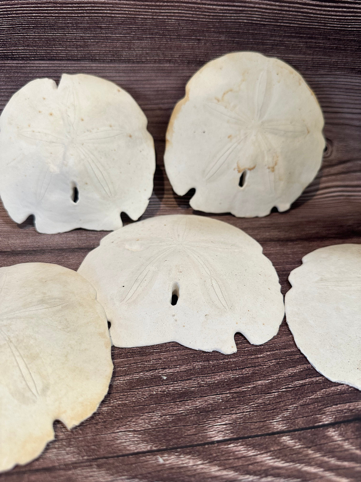 Loose Arrowhead Sand Dollar *Dirty* with Rough or Broken Edges