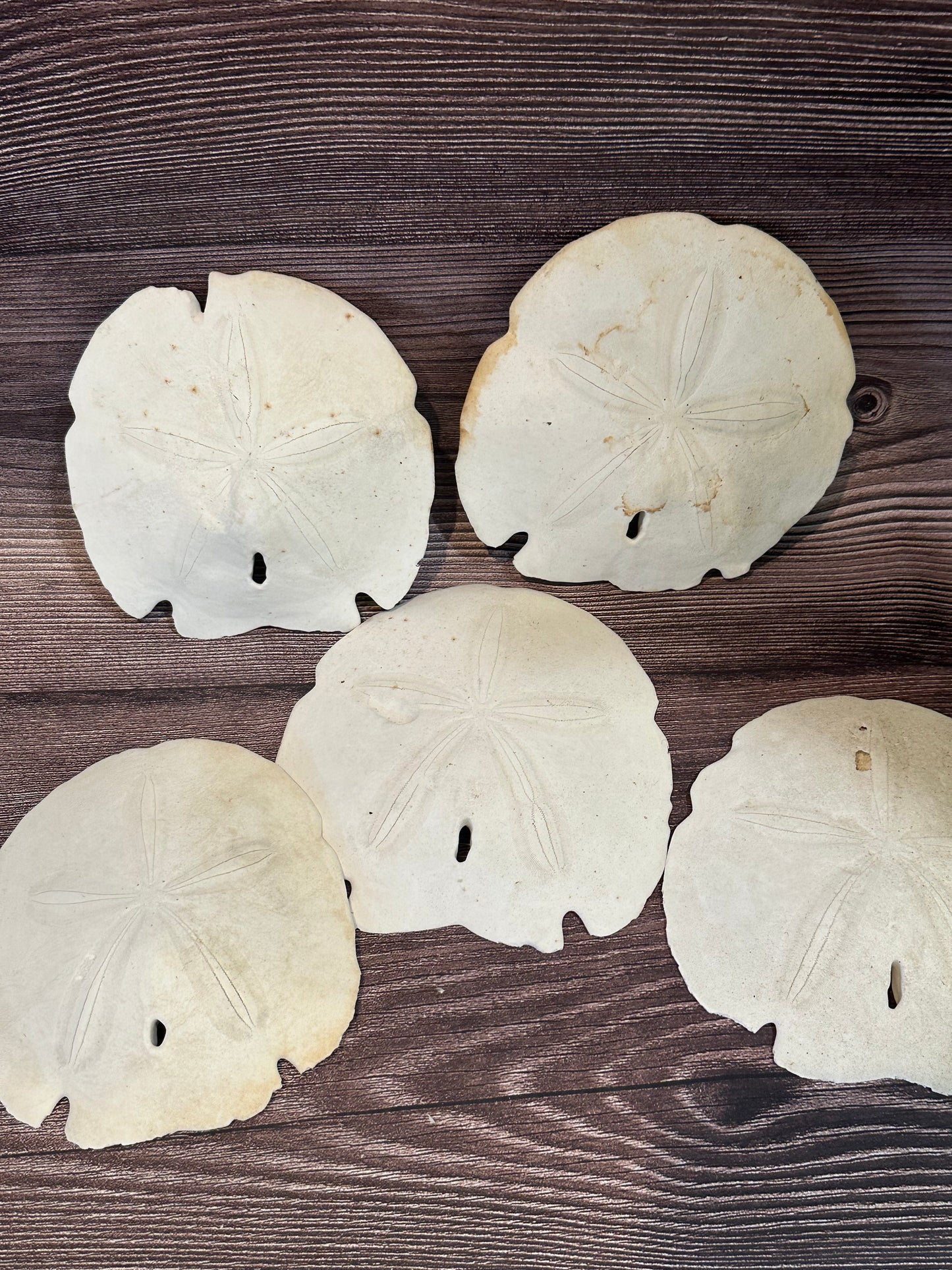 Loose Arrowhead Sand Dollar *Dirty* with Rough or Broken Edges