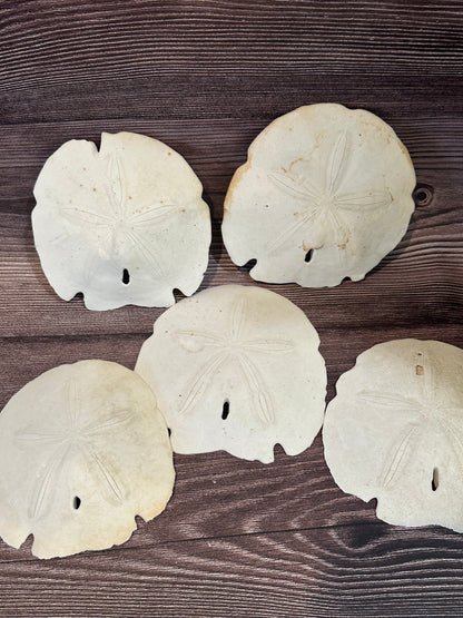 Loose Arrowhead Sand Dollar *Dirty* with Rough or Broken Edges